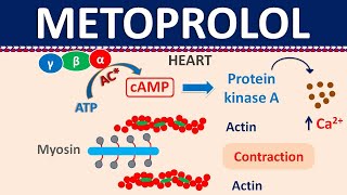 Metoprolol  Mechanism side effects precautions amp uses [upl. by Yelserp]