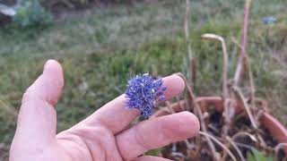 Best plants for insect pollinators Allium caeruleum the blue ornamental onion care and cultivation [upl. by Niattirb]