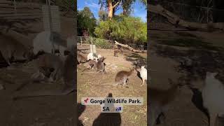 Wallaby🦘🇦🇺 wallaby cute southaustralia [upl. by Inman]