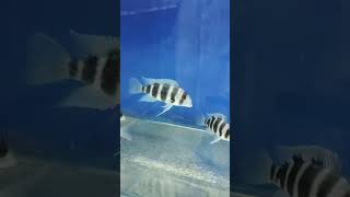 Frontosa Cichlid  Humphead cichlid fish aquarium viralshorts subscribe [upl. by Lagasse68]