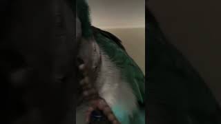 BIRD LOVE02 Khor kutar Ek Basa Badlam [upl. by Lindsley455]