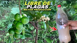 MIL VECES MÁS PODEROSO  Mayor producción de LIMÓN con este potente fungicida insecticida [upl. by Lau299]