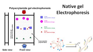 Native gel electrophoresis [upl. by Gottfried653]