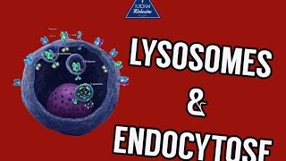 04 Lysosomes et endocytose [upl. by Volny]