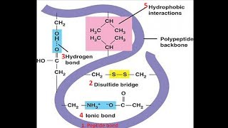 Bonds in Protein Structure  Biomolecules  Biochemistry biologyexams4u [upl. by Aihtniroc]