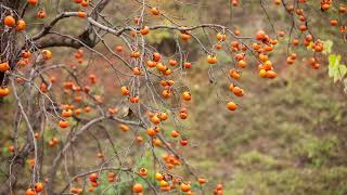 Persimmon Fruit Trees Bundle Diospyros Virginiana 12 to 18 inches tall Bare Root [upl. by Laura]