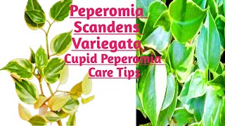 Peperomia Scandens Variegata Cupid Peperomia Complete Care GuidePropagation from cutting [upl. by Cirad696]