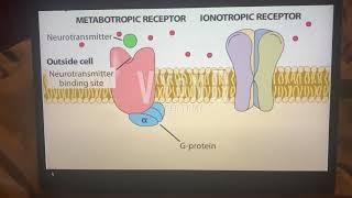 Ionotropic versus metabotropic receptors [upl. by Kalli812]