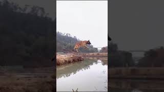 Belgian malinois jumps over the entire river [upl. by Diannne]