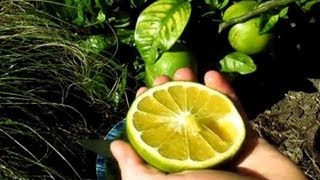 Fruiting Grapefruit Tree  Problems amp Solutions [upl. by Camus]