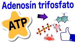 Adenosín trifosfato  ATP  Estructura funciones hidrólisis y ciclo 😸 [upl. by Nitnerb]