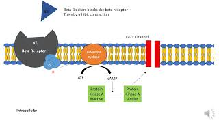 Pharmacology of Beta blockers [upl. by Win]