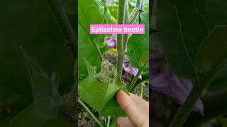 epilachna beetle insects insect entomology [upl. by Asiel]