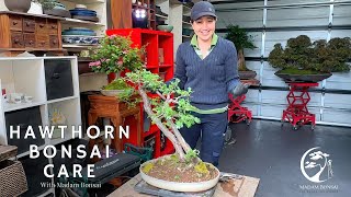 Hawthorn Bonsai Care Demystified – Learn with Madam Bonsai [upl. by Werdnaed]