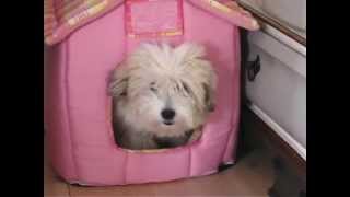 Very funny 5 month Coton De Tulear puppy [upl. by Barr]