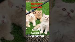 Kittens sale in maduraicoimbatoreTrichyselamchennaierodeVillupuramkittenssalecatsalepets [upl. by Aihcrop]