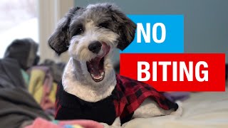 How I Stopped My Puppy From Nipping and Biting  Aussiedoodle [upl. by Anitreb]