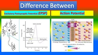 Difference Between Excitatory Postsynaptic Potential EPSP and Action Potential [upl. by Akiner260]