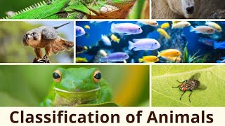 Classification of animal Animal kingdom Class 11 [upl. by Aselehc]