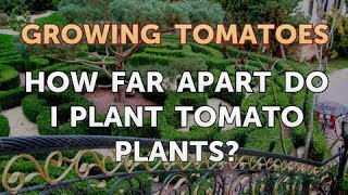 How Far Apart Do I Plant Tomato Plants [upl. by Sirapal]