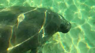 Manatee swimming under water Miami [upl. by Ezmeralda146]