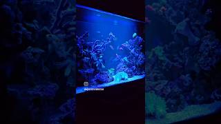 REEF AQUARIUM TRANSFORMATION  Coral REEF marine marinetank coral fish saltwater aquatics [upl. by Rochester553]