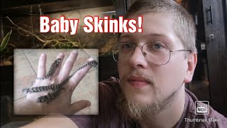 pink tongue skink babies they are tiny [upl. by Blight]