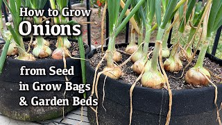 How to Grow Onions from Seed in Containers and Garden Beds Easy Planting Guide [upl. by Bully]