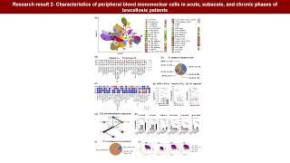 Singlecell revealed immune characteristics associated with disease phases in brucellosis patients [upl. by Sauveur651]