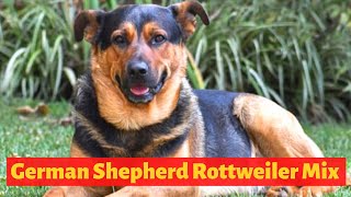 All about the German Shepherd Rottweiler Mix Shepweiler  Should you get one for your home [upl. by Norm226]