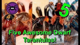 Five Awesome Dwarf Tarantulas [upl. by Crystal612]