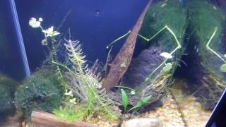 Live Feeding Brine Shrimp to my Betta [upl. by Orsa]