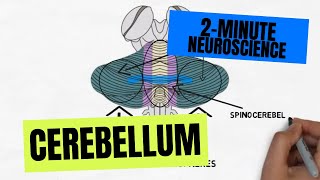 2Minute Neuroscience Cerebellum [upl. by Omero]