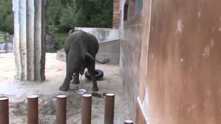 The elephant pooping and peeing [upl. by Seraphine]