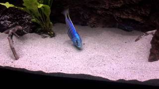 Placidochromis sp quotjaloquot Jalo Reef [upl. by Margarethe69]