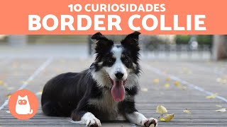 10 curiosidades del BORDER COLLIE [upl. by Olnek736]