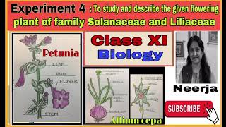 Study flowering plant of families Solanaceae amp LiliaceaeExperiment 4class11biology1st term [upl. by Tereb711]