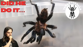 Tarantula Pairing Marathon  Davus pentaloris Costa Rican Tiger Rump [upl. by Noiwtna180]