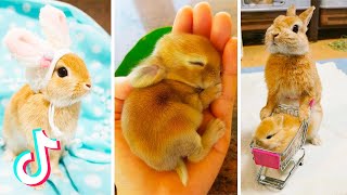 Cute Bunnies That Ive Found on Tik Tok  BUNNY COMPILATION 🐰 [upl. by Eisenhart]