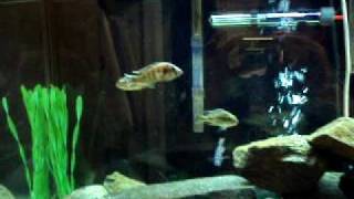 Haplochromis Sp quotDayglow fuluquot Cichlid Fight [upl. by Doownel]