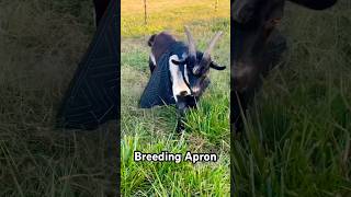 EASY fix to buck breedingseparation problems goats homestead youtubeshorts lifehacks short [upl. by Suez]