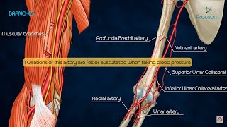 Anatomy of Brachial Artery  Origin  Course  Branches and Relations  USMLE  FMGE and Neet PG [upl. by Xantha870]