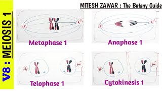 Meiosis 1  Stages of Meiosis 1 part 2  Metaphase 1 Anaphase 1 Telophase 1 amp Cytokinesis 1 [upl. by Soren]