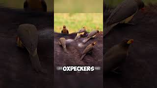 The Unbelievable Symbiosis Oxpeckers Feast on an Injured Hippo shorts viralvideo [upl. by Ycul765]