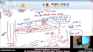 أنسجة الطحال Spleen Histology  عبد الله رضا MD  Rocademia روكاديميا [upl. by Shaughnessy855]