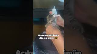 Afiyet olsun kuzum 😻 catvideos cat kedisesi kedi 🎥betulbet [upl. by Daniell]