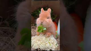 How My Rabbit Became a Social Media Star [upl. by Umberto]