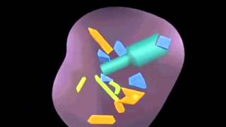 Antigen processing and presentation [upl. by Attiuqahs]