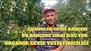 Chandler Ceviz YetiştiriciliğiGüllece bulamacı ile Sıfır İlaçOrganik tarım ceviz keşfet [upl. by Atiker]