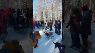 2023 Iditarod Ceremonial Start Joanna Jagow [upl. by Akamahs]